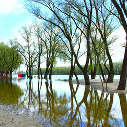 Bäume stehen an einem überschwemmten Fluss