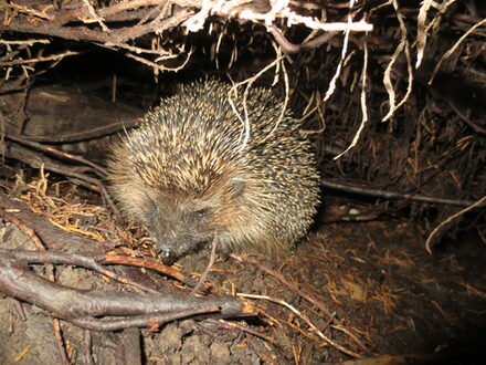 Ein Igel unter einer Baumwurzel