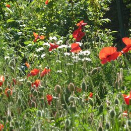 Foto mit Klatschmohn und Mageritten