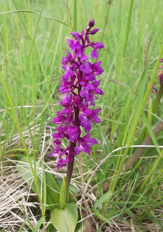 Orchideen am Schäferstuhl.
