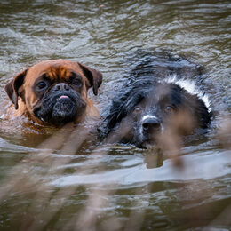 Two dogs are swiming in the water