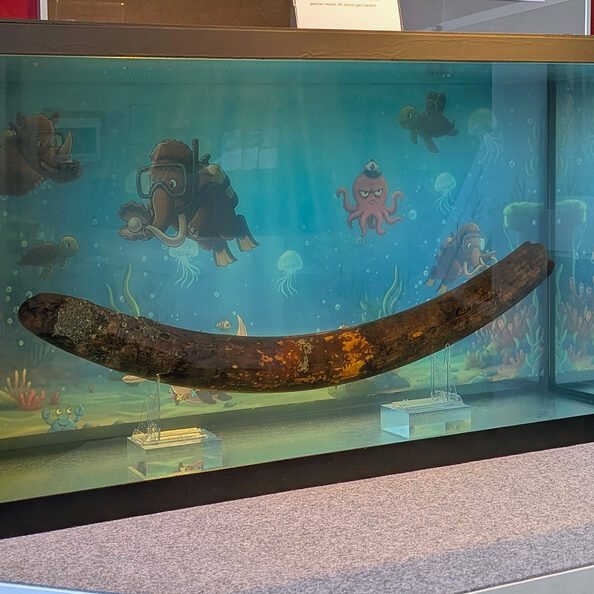 Der Stoßzahn hat eine neue nasse Heimat gefunden.