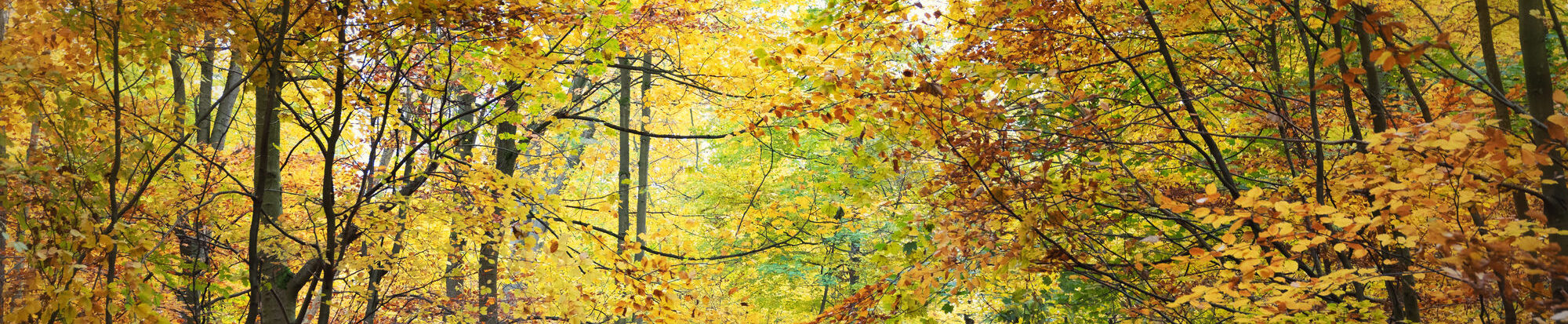 Herbst in Salzgitter