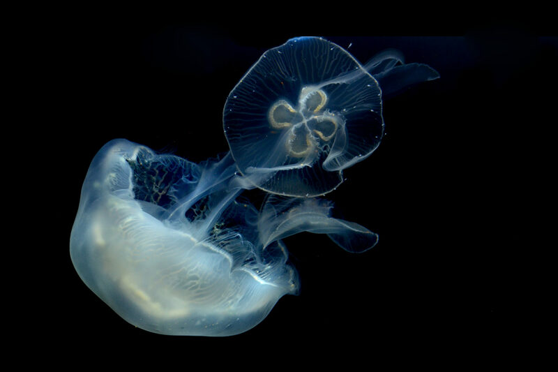 Einblicke in die Unterwasserwelt: Ein Foto von Michelle Stuhlfauth.