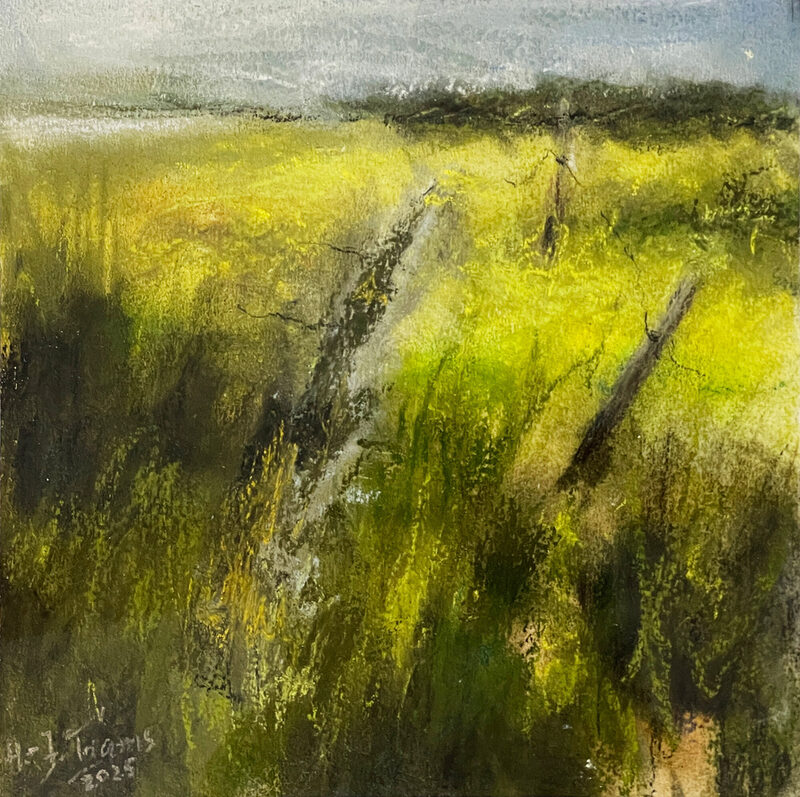 Hans-Jürgen Trams "Raps an der Schlei", 2025, Pastell und Gouache.